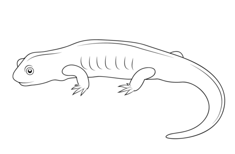 Salamander Coloring Page