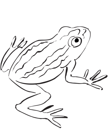 Toad Coloring Page