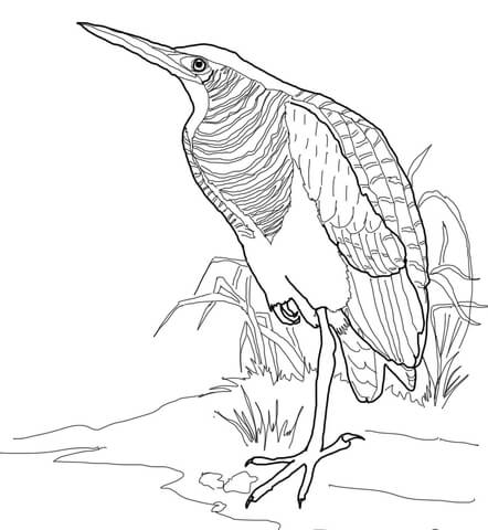 Bittern Coloring Page