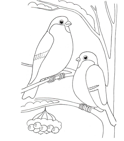 Bullfinches Coloring Page