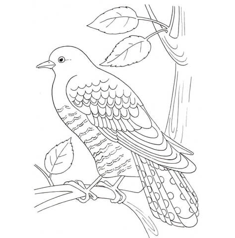 Cuckoo Coloring Page