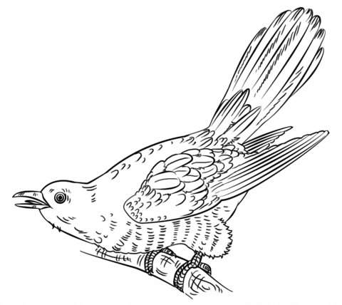 Cuckoo Coloring Page