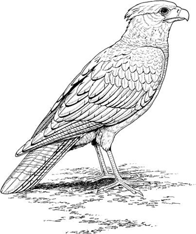 Falcon Coloring Page