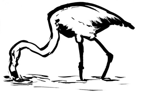 Flamingo Coloring Page