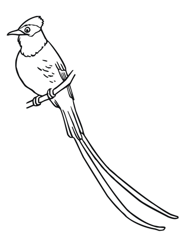 Flycatcher Coloring Page