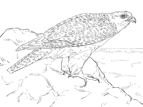 Gyrfalcon Coloring Page