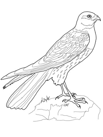 Harrier Coloring Page