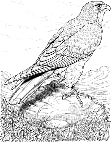 Hawk Coloring Page