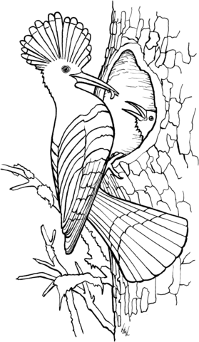 Hoopoe Coloring Page