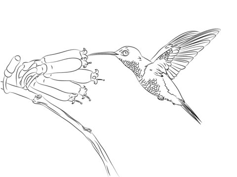 Hummingbird Coloring Page