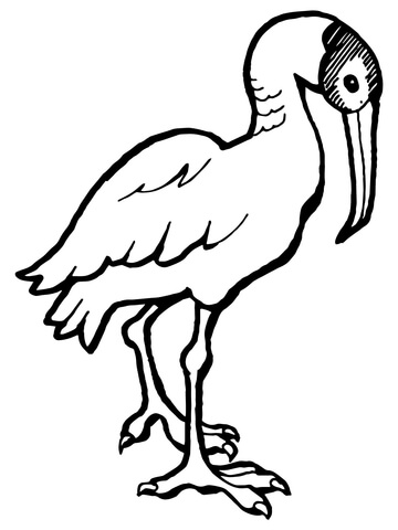 Ibis Coloring Page