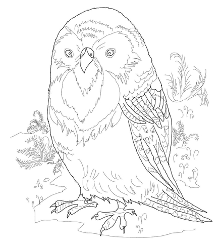 Kakapo Coloring Page