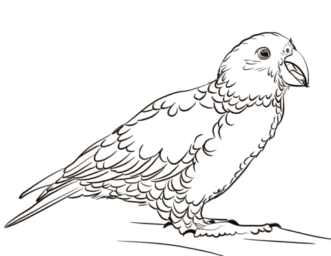 Kea Coloring Page