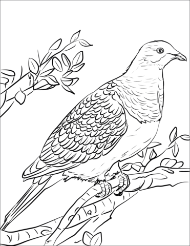 Kereru Coloring Page