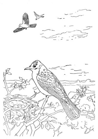 Kingbird Coloring Page