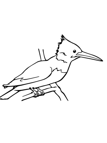 Kingfisher Coloring Page