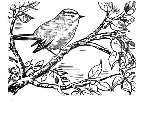 Kinglet Coloring Page