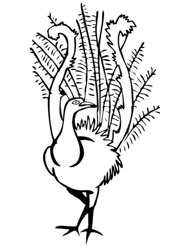 Lyrebird Coloring Page