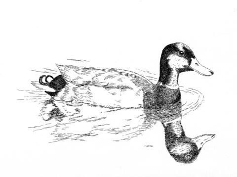 Mallard Coloring Page