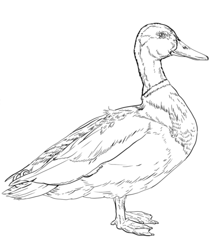 Mallard Coloring Page