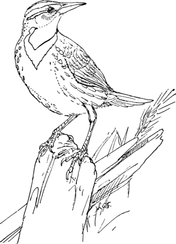 Meadowlark Coloring Page