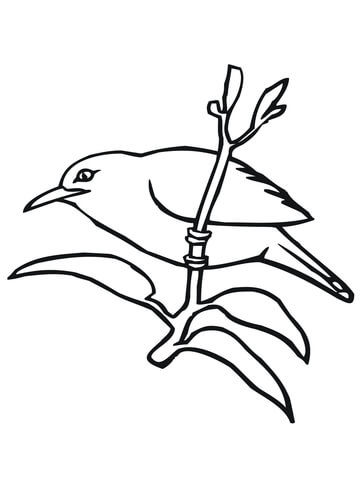 Mynah Coloring Page