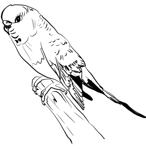 Parakeet Coloring Page