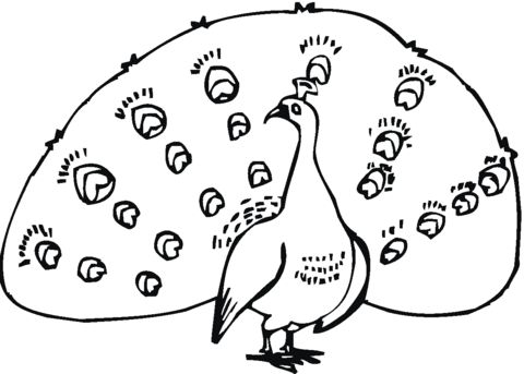 Peacock Coloring Page