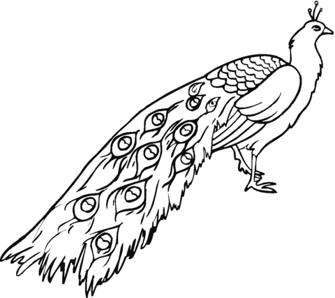 Peafowl Coloring Page