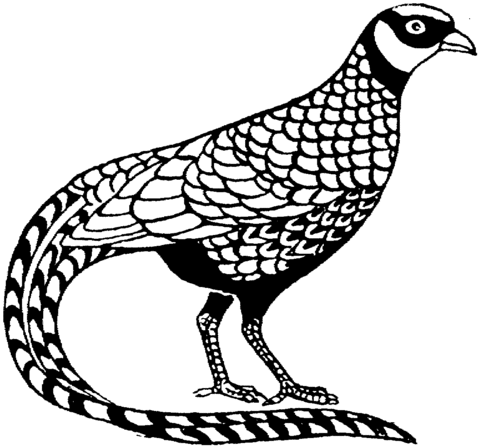 Pheasant Coloring Page