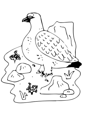 Ptarmigan Coloring Page