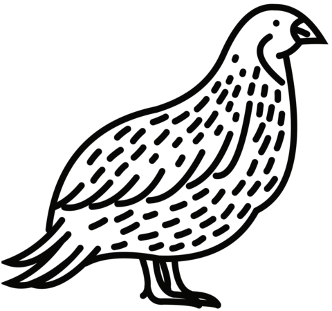 Quail Coloring Page