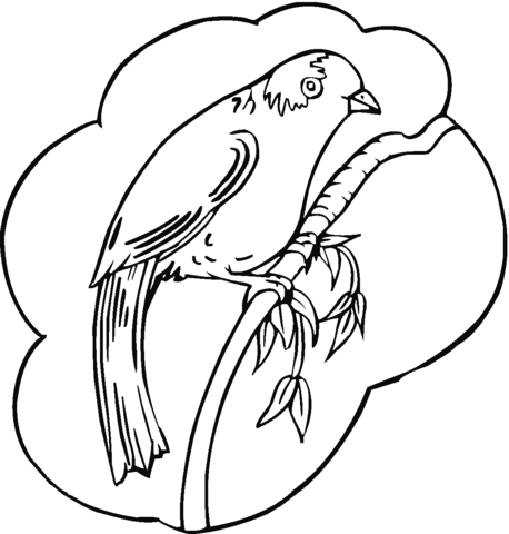 Robin Coloring Page