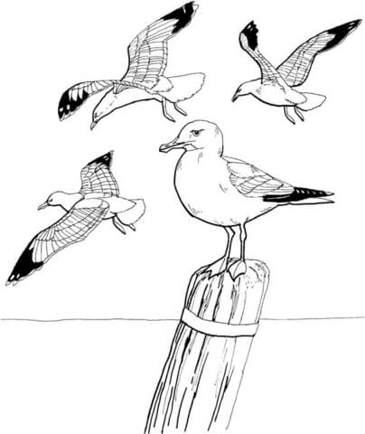 Seagulls Coloring Page