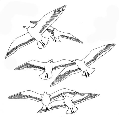 Seaguls Coloring Page