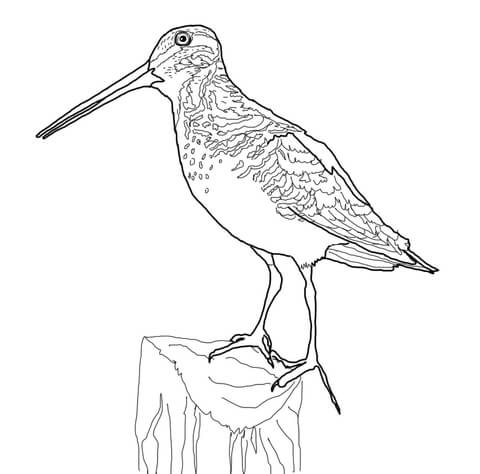 Snipe Coloring Page