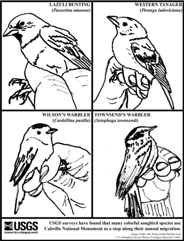 Songbirds Coloring Page