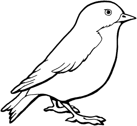 Sparrow Coloring Page