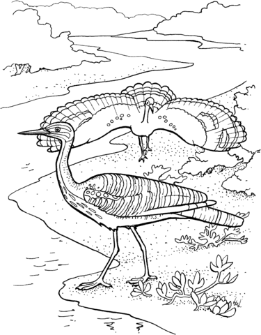 Sunbittern Coloring Page