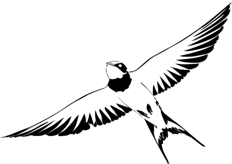 Swallow Coloring Page