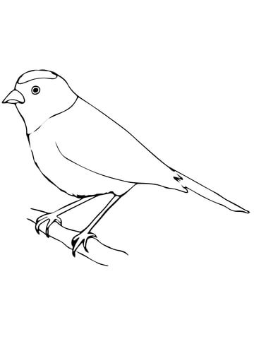 Tanager Coloring Page