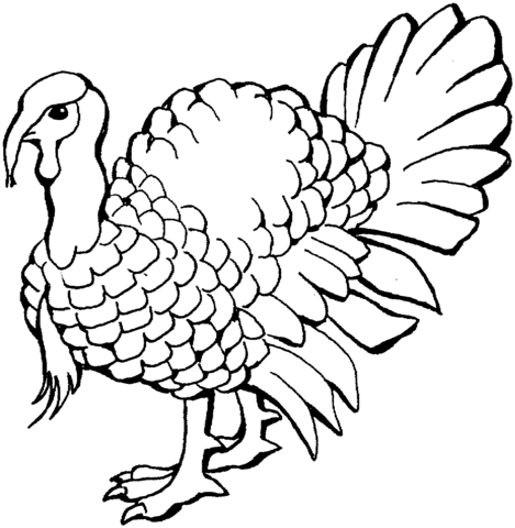 Turkey Coloring Page