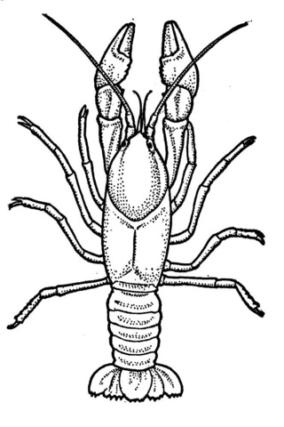 Crawfish Coloring Page