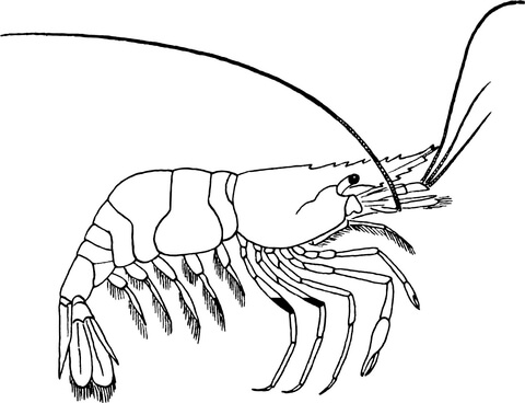 Prawn Coloring Page