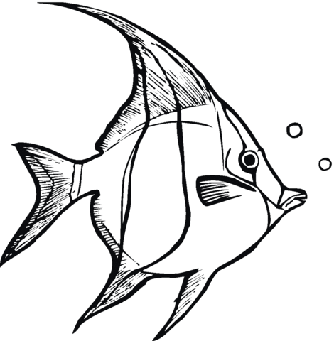 Angelfish Coloring Page