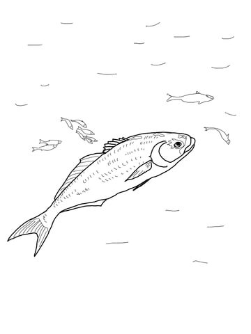 Bluefish Coloring Page