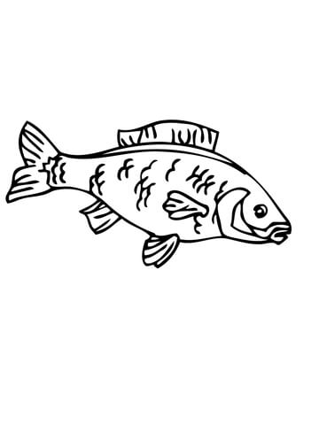 Carp Coloring Page