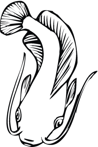 Catfish Coloring Page