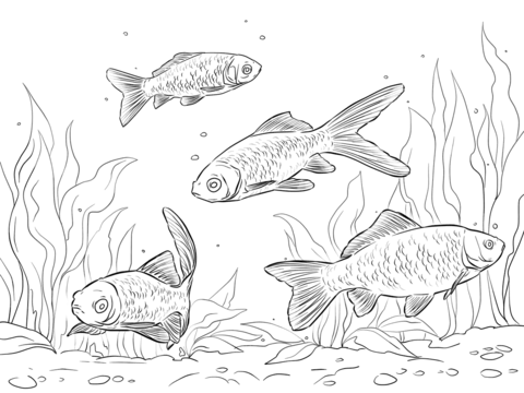 Goldfishes Coloring Page