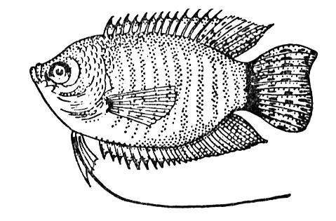 Gourami Coloring Page